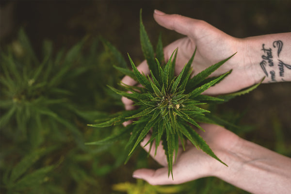 An individual holding a hemp plant, which CBD is derived from for CBD vape oil products