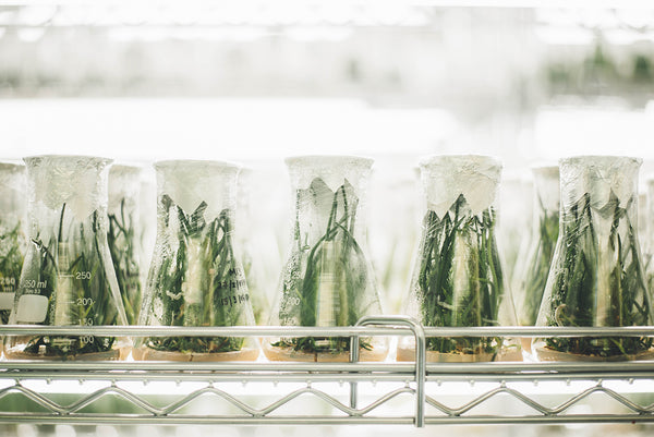 An array of beakers full of Hemp plants. Hemp plants in which Infused Amphora extracts CBD for all their CBD products. 