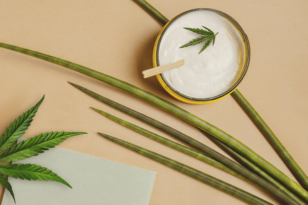 CBD Infused Lotion and hemp plant. Different applications of CBD 