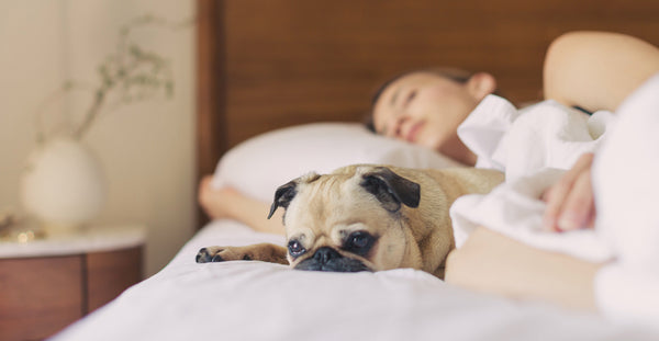 A woman lying in bed asleep next to her dog with the aid of CBD Oil 