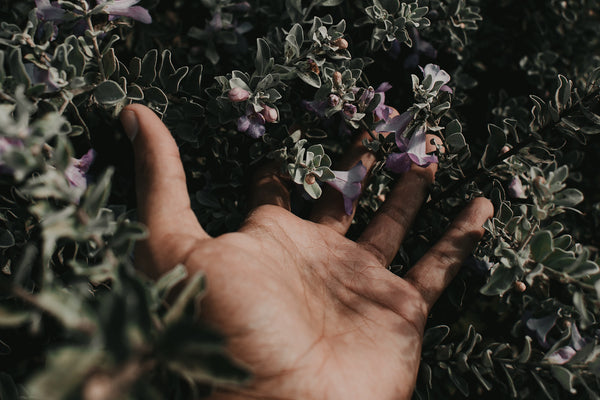 A hand brushing through a shrub of flowers. Boosting immunity with CBD and plant based products
