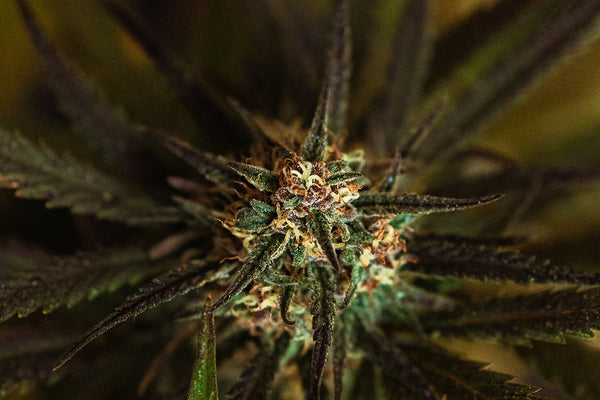 CBD flower is not legal in the UK