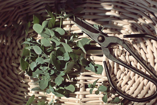 Scissors and a collection of plants in a weaved basket. Plant based medicine