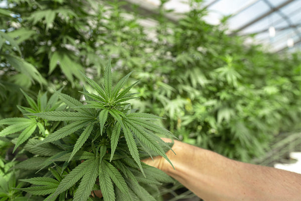 The Difference Between CBD & THC