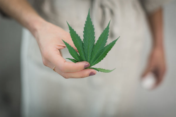 A woman holding a hemp leaf, which CBD Oil is extracted in facts about CBD 