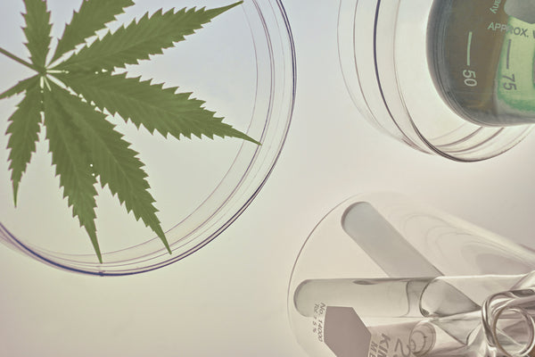 Hemp leaf and CBD Oil on a clear glass tray. The science of CBD  