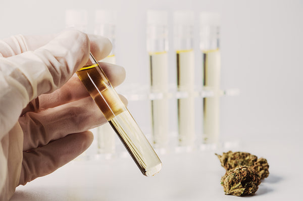 A scientist holding a tube of CBD Oil in front of a collection of tubes filled with CBD Oil, beside a hemp bud